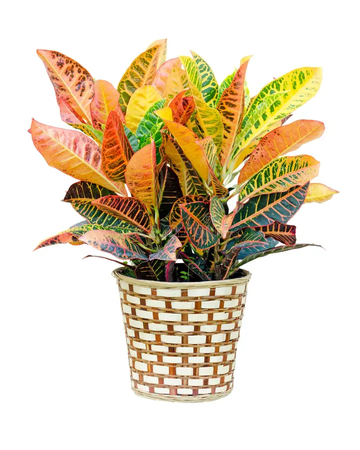 Croton